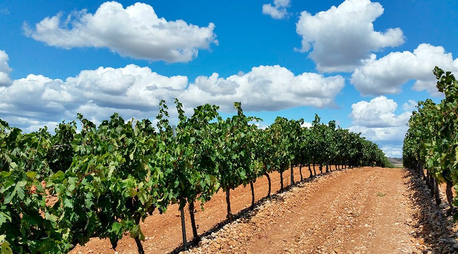 La Rioja, la tierra del Vino - Misswood
