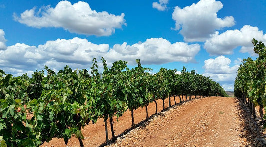 La Rioja, la tierra del Vino - Misswood